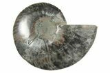 Cut & Polished Ammonite Fossil (Half) - Unusual Black Color #250470-1